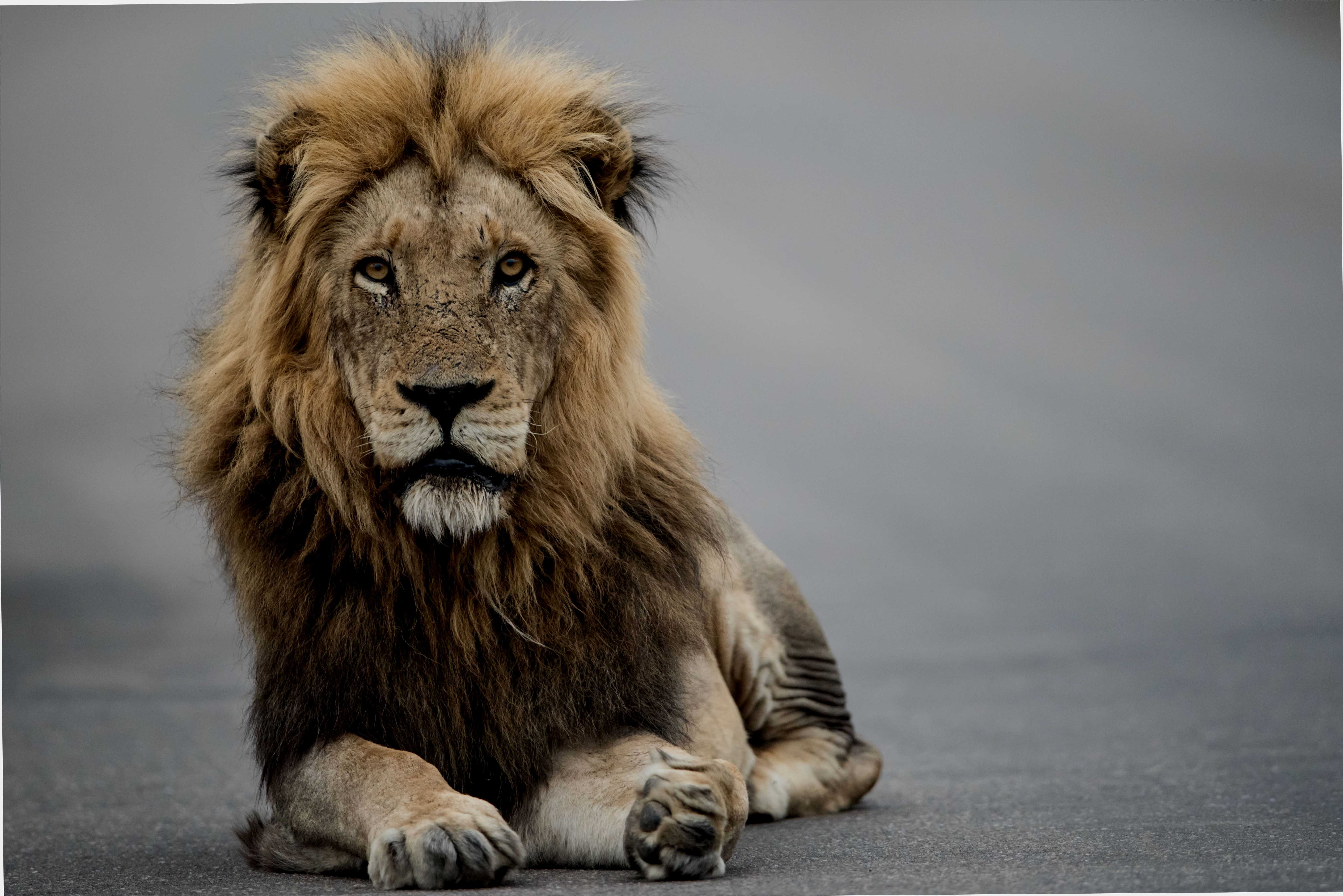 Лев - царь природы