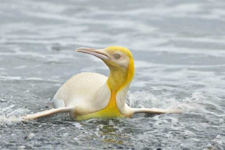 Редкий вид желтых пингвинов!