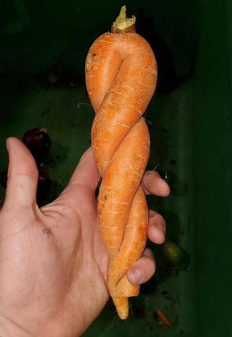 Моркови срослись вместе, такое бывает только один раз.
