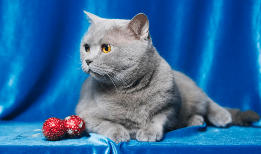 Дрессировка и воспитание шотладской прямоухой кошки