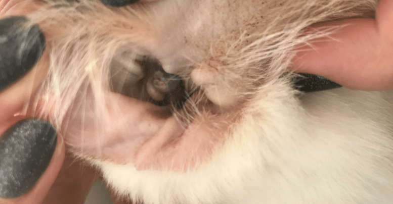Закупорка ушного канала у кошки