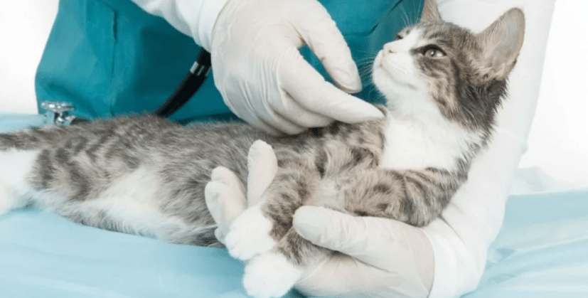Питание кошек при перитоните