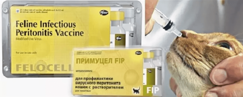 Вакцинация кошек от ФИП