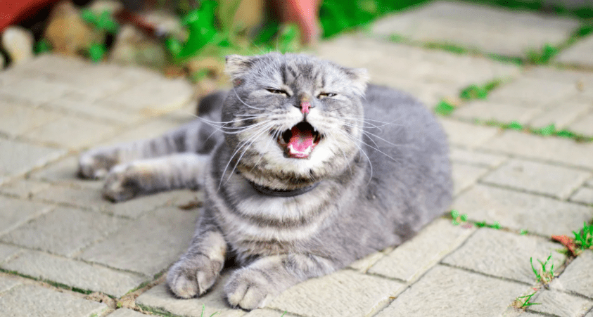 Причины чиханья у кошек требующие внимания и лечения