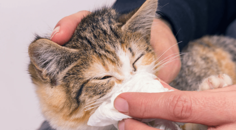 Заболевания при чиханье у кошек