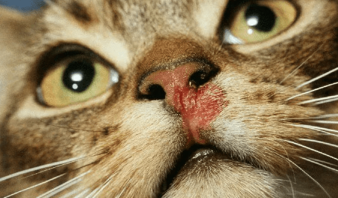 Калицивироз у кошек