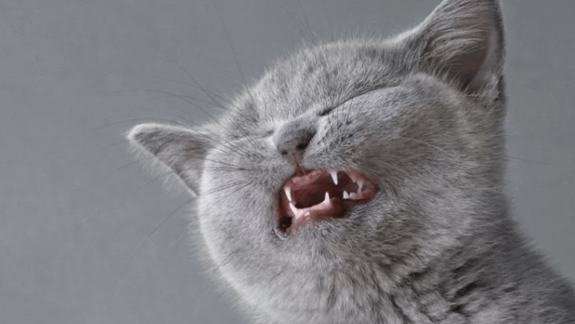 Что делать если кот начал чихать