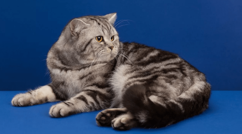 История породы шотландская прямоухая кошка