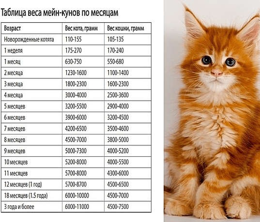 Размеры мейн кунов по месяцам - таблица